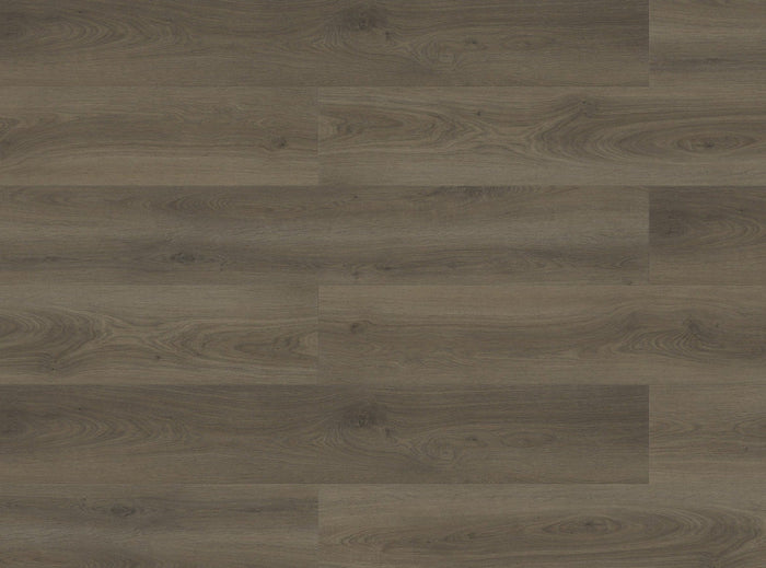 Paradigm Performer Plus Lark