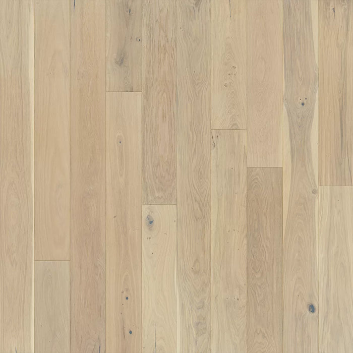 Ventura Seashell Oak
