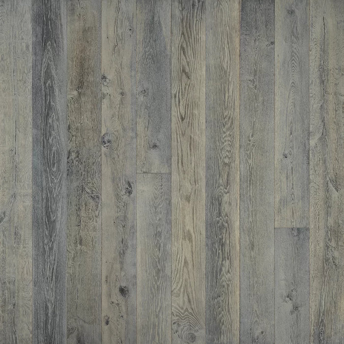True Silver Needle Oak
